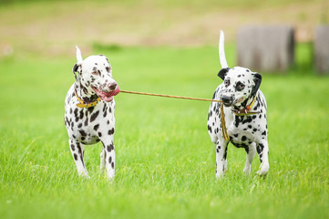 Two dalmatian dogs playing with one toy - obrazy, fototapety, plakaty