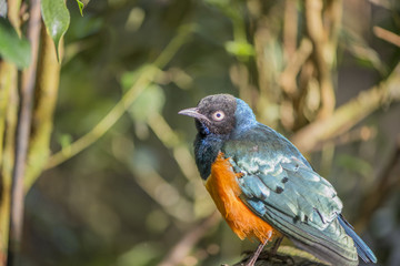 superb starling, Lamprotornis superbus
