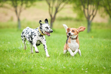 Dalmatian dog playing with beagle