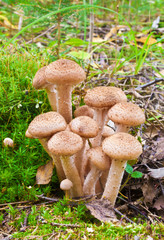 Honey fungus (Armillaria)