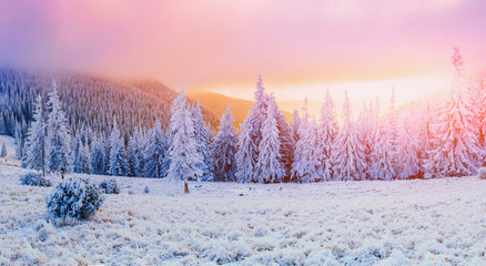 winter landscape trees in frost