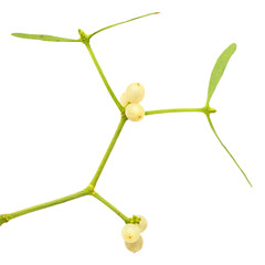 The Common Mistletoe (Viscum album)  on white background.