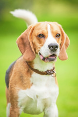 Portrait of beagle dog in summer