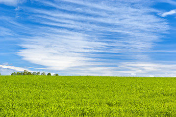Green crops © andrew