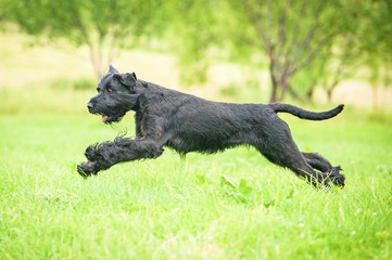 Giant schnauzer dog playing on the meadow