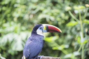 tucan, tucanus ramphastos