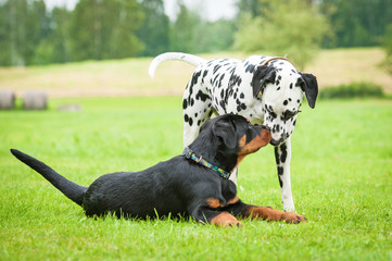 Dalmatian dog with rottweiler puppy - obrazy, fototapety, plakaty