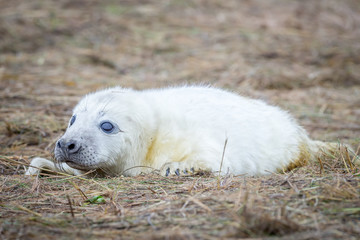 Grey Seals At Donna Nook