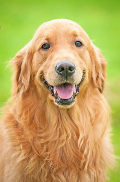 Golden retriever smile