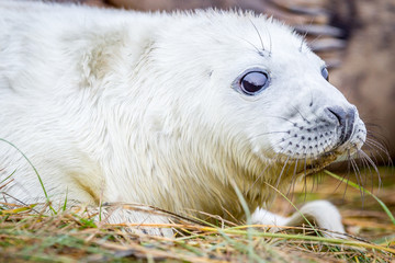 Grey Seals At Donna Nook