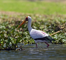 Naklejka premium Yellow-Billed Stork