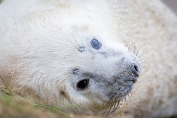 Grey Seals At Donna Nook