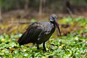 African Hadeda Ibis National Park Lake Naivasha