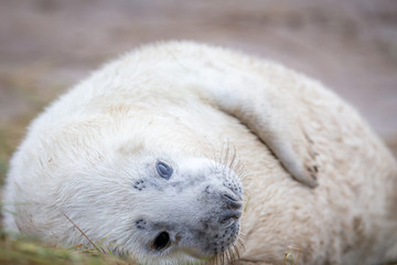 Grey Seals At Donna Nook