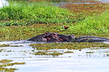 Fototapeta premium Hippopotamus