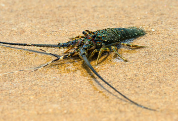 Lobster