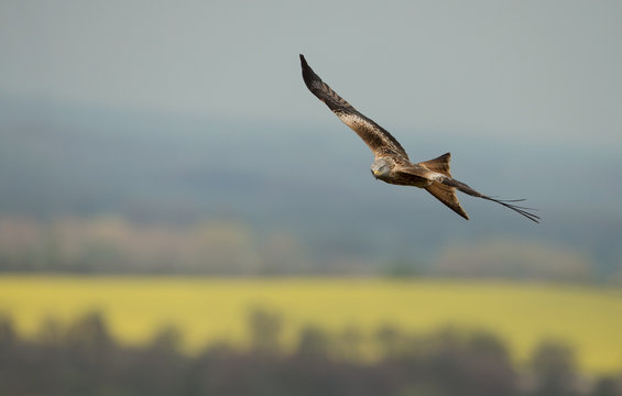 Red kite (Milvus milvus) in flight