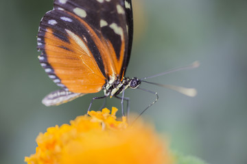 heliconius erato