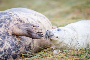 Grey Seals At Donna Nook