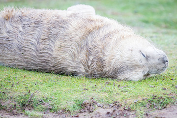 Grey Seals At Donna Nook