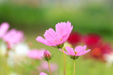 Fototapeta premium Cosmos flower