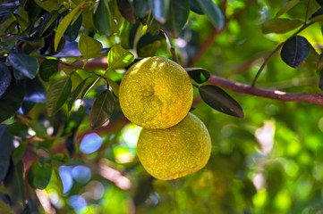Fruit on the island of Sri Lanka