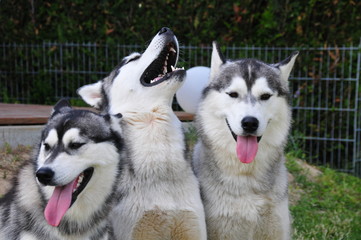 Drei Husky Geschwister
