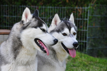 Husky Geschwister