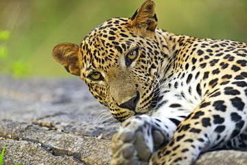 Leopard