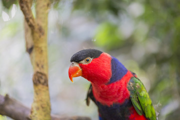 tricolor parrot, Lorius lory