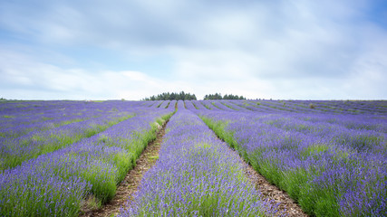 Fototapeta na wymiar Lavender Farm Fields