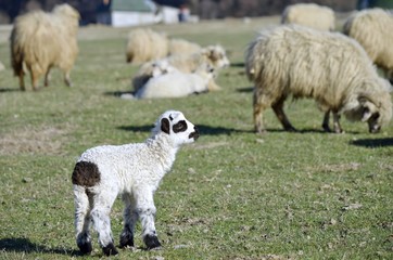 Little lamb on field