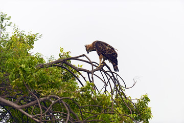 Crested Falcon