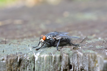 House fly on a old wood