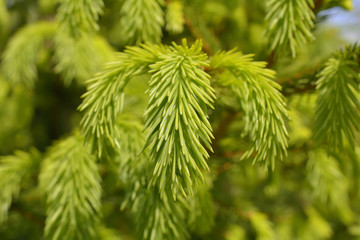 Closeup of new branch Spruce (Picea abies)