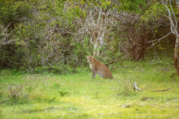 Leopard