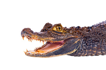 Crocodile