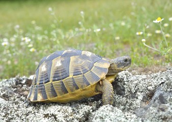 Spur thighed turtle (Testudo graeca)