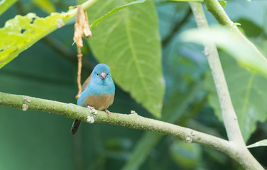 Uraeginthus cyanocephalus,