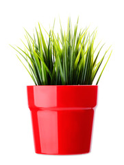 Grass in a pot