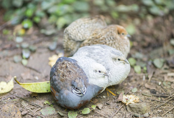 Chinese quail, chinensis excalfactoria