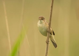 Reed warbler on a reed
