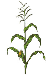 Corn stalk - obrazy, fototapety, plakaty