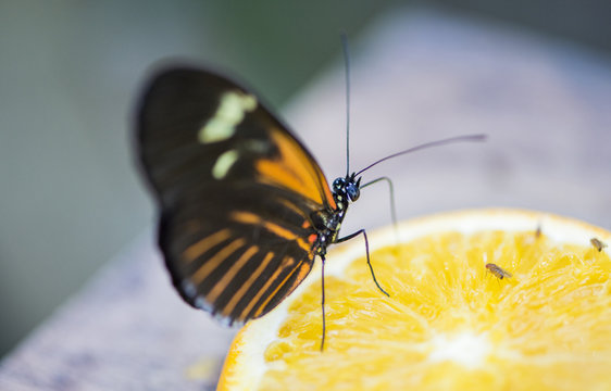 Heliconius Erato