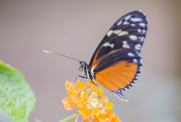 heliconius erato