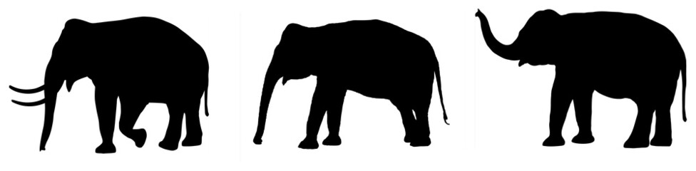 Naklejka premium sylwetka słonia