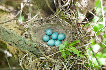 Turdus philomelos, Song Thrush.
