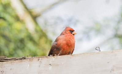 Northern Cardinal, Cardinalis cardinalis