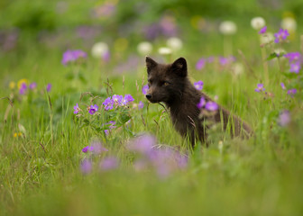 Adult Arctic fox Vulpes lagopus in the meadow