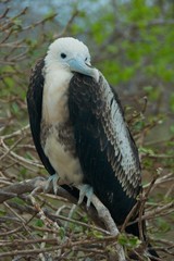 Figatebird in Galapagos Islands